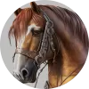 Cheval de selle