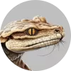 Serpent venimeux